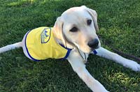 Chrysler's partnership with Canine Companions pooch