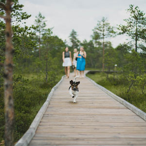 Dog Running in Park