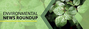 Environmental News Roundup: COP26 Edition