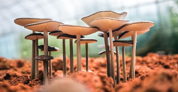 Growing Mushrooms