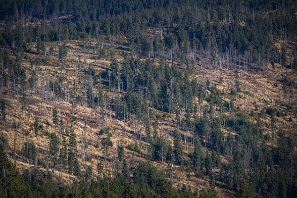 A forest ravaged by tree felling