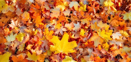 Leaves in a pile