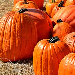 A selection of pumpkins of different shapes and sizes