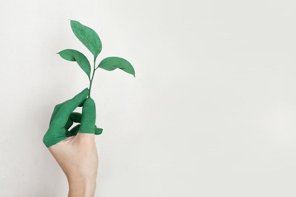 A hand holding a plant